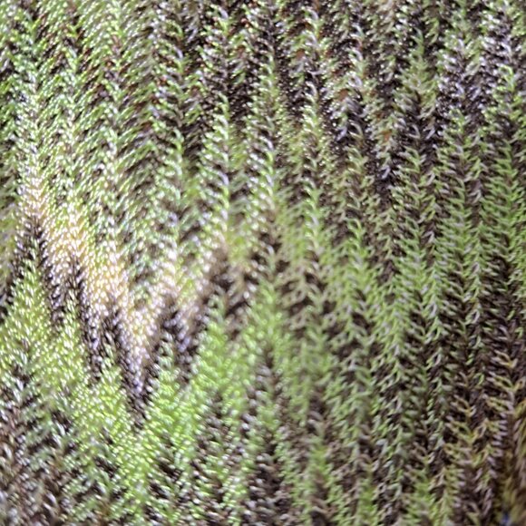 Missoni Women's Green Multi Leather Trim Small Coin Purse - Picture 5 of 9